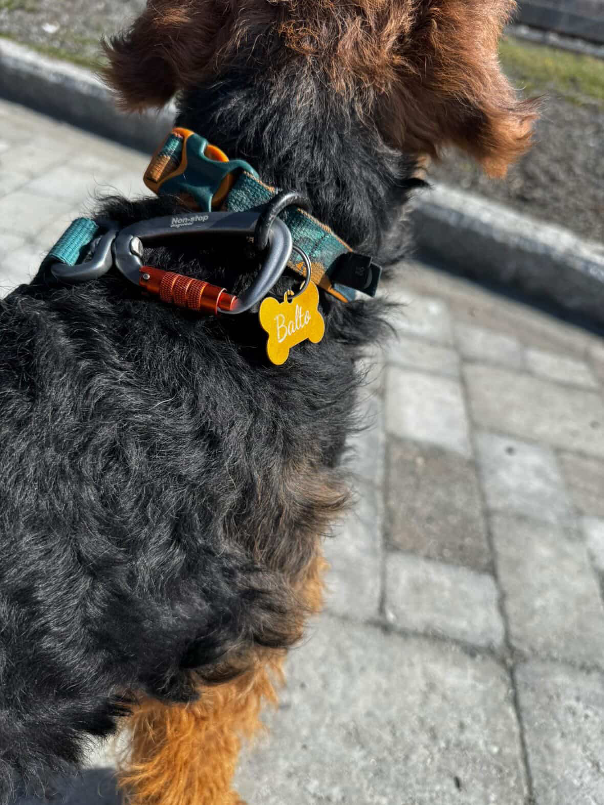 Hunde tagg gravert