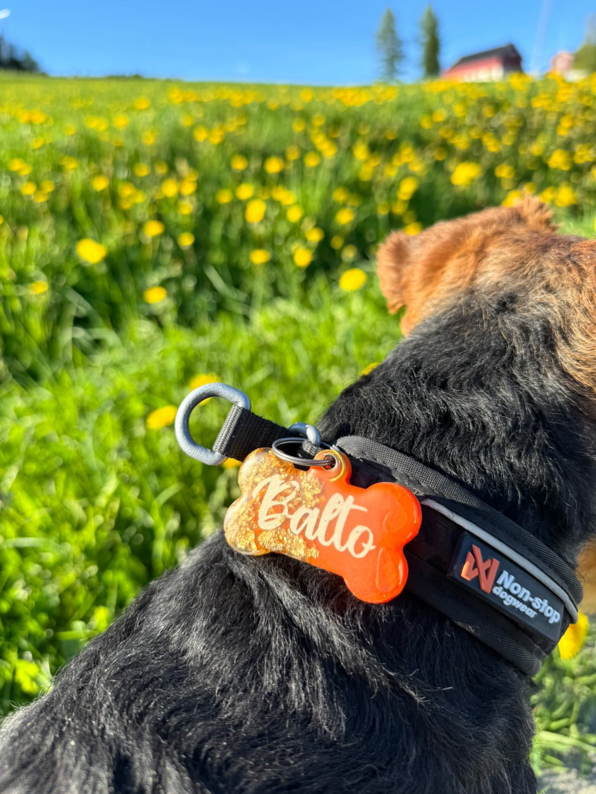 Oransje og gull hunde tagg