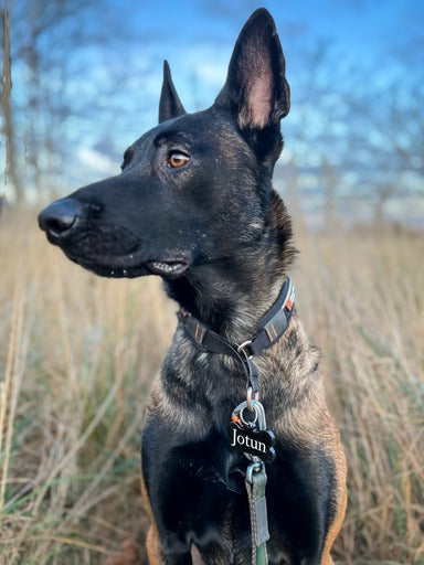 Svart Hunde tag