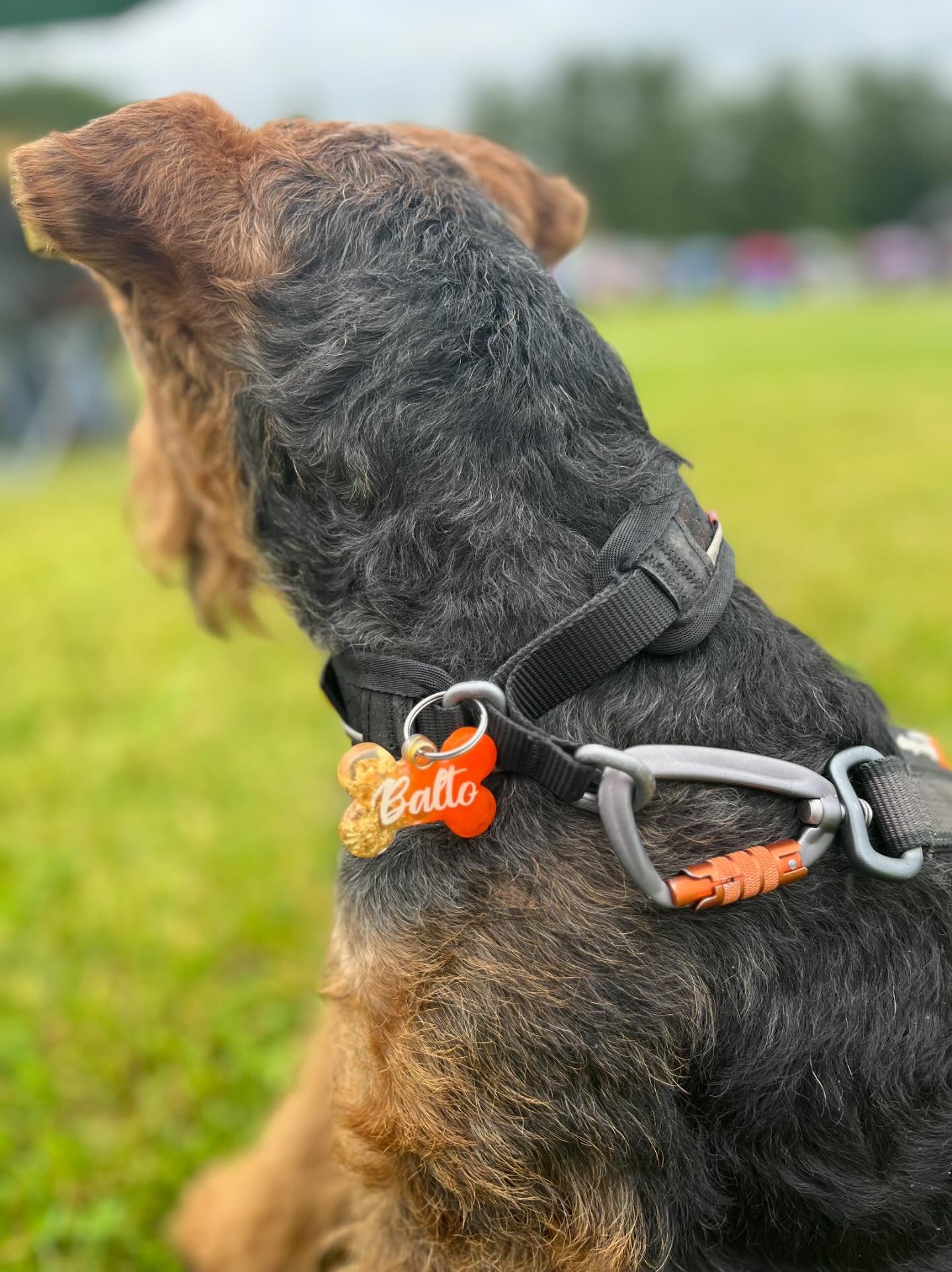 Oransje og gull hunde tagg