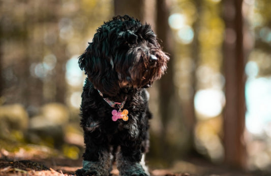 Rosa og gull Hunde tag