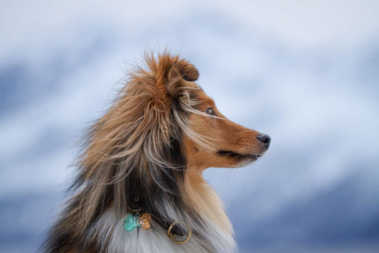 Lyseblå og gull Hunde tag